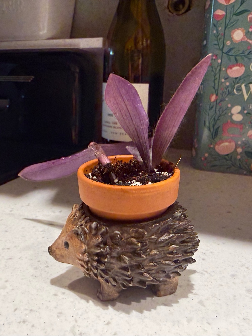 Mini Hedgehog Planter